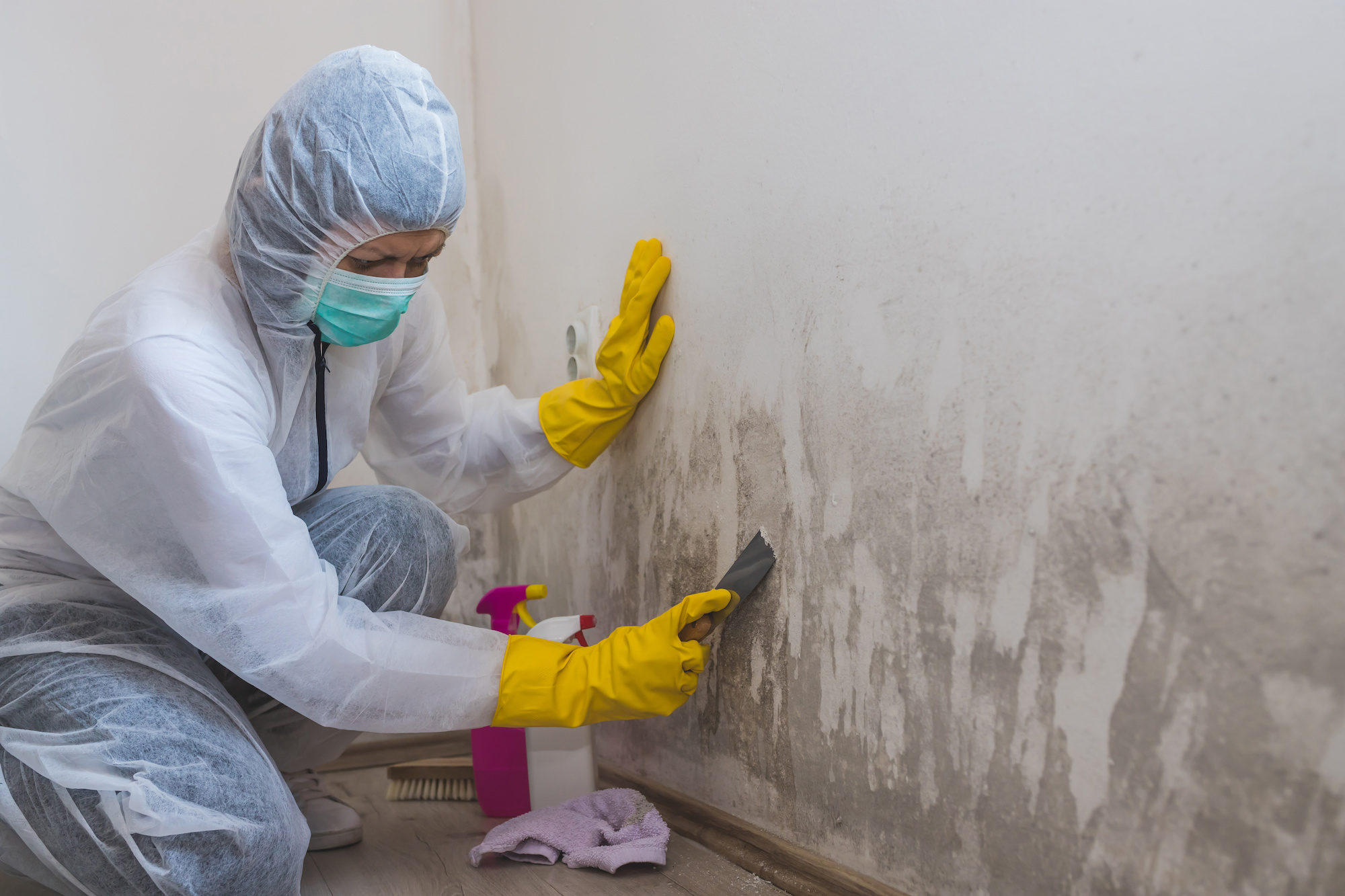 mold removal in Rochester, NY